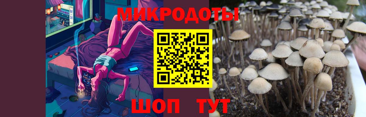 Галлюциногенные грибы Psilocybe Бузулук